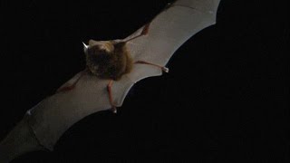 Heres What Bat Echolocation Sounds Like Slowed Down [upl. by Amick]