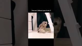 types of owls trending funny [upl. by Atiuqat]