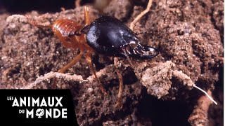 Les secrets de la jungle dAfrique  les termites [upl. by Raimes754]