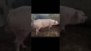 7 months landrace boar [upl. by Kaleena]