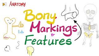 Bony Markings amp Features Tubercle Tuberosity Trochlea Fossa Fovea Crest Ridge…etc  Anatomy [upl. by Bean]