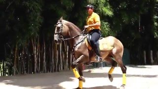 Hipica Rancho Novo de Morungaba Cavalo de Sta Rita de Caldas MG [upl. by Aviv]