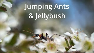 Jumping Ants amp Jellybush [upl. by Ailesor969]