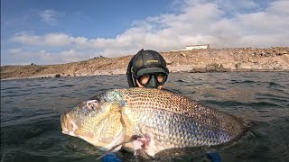 Beklenmedik bir anda gelen Sinarit 🐟 Yakala pişir ye 🔥 Atom mezesi [upl. by Hanselka]