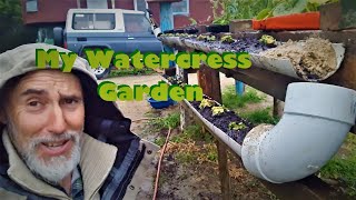 How I made a Water Cress Garden  Clay Tall Stories [upl. by Divod586]