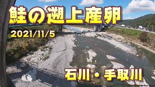 【鮭の遡上～産卵】石川県手取川の鮭 [upl. by Nagel]