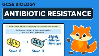 Antibiotic Resistance  GCSE Biology [upl. by Salman396]