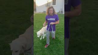 Heel Lures With Golden Retriever Rocky [upl. by Anitteb]