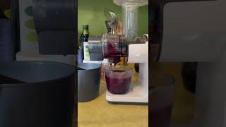 Juicing Purple Violet seeded grapes 🍇 harvested in Mount Shasta💜Purple Power [upl. by Jacklyn]