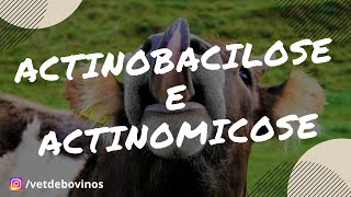 Diferença da Actinomicose e Actinobacilose 017 [upl. by Schoenburg]