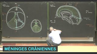 Anatomie des méninges crâniennes Neuroanatomie 13 [upl. by Raffarty]