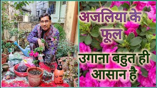 Easiest method of Azalea growing ।। सबसे आसान तरीके से अजलिया के फूल उगाएं [upl. by Eleynad758]