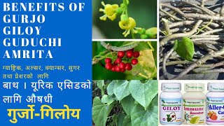 Amazing Health Benefits of Gurjo  Giloy  Guduchi Amrita Tinospora cordifolia [upl. by Weiman]