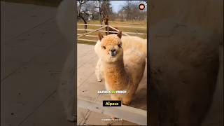 alpaca spits shorts viral [upl. by Kev618]