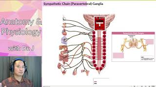 PHYL 141  Nervous System  Sympathetic Chain amp Collateral Ganglia [upl. by Amandie]