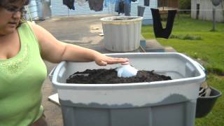 container gardening watermelon [upl. by Brooke]