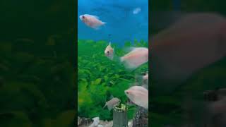 subhanallah love mermaid fish water tetrafish aquarium [upl. by Naugan]