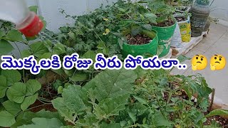 Daily Need Water Plant  How to water Plants bellamanusha water How to water Container Gardening🏡 [upl. by Oinota]