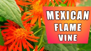 How to grow and care of mexican flame vine  Care of mexican flame vine  Flame vine [upl. by Kcirrem]