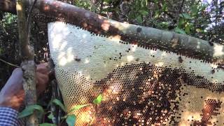 Rafter BeekeepingCambodianstyle [upl. by Jeanne507]