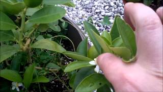 Citrus flowers late summer and pollinating them for citrus next spring [upl. by Olette]