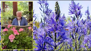 CAMASSIA FLEUR QUI ASSURE LA TRANSITION ENTRE LE PRINTEMPS ET L’ÉTÉ Le Quotidien du Jardin N°386 [upl. by Samot990]