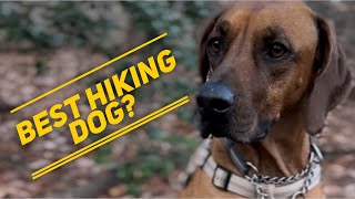 Rhodesian Ridgeback  The Best Hiking Dog [upl. by Peony28]