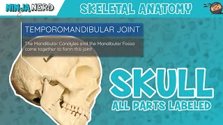 Skull Anatomy  With Labels Updated Version [upl. by Jay]