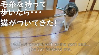 毛糸を持って歩いたら・・・猫がついてきた！（電気が点滅するのは人感センサーの為です） [upl. by Lightman456]