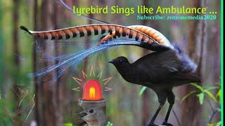 Australian Lyrebird the world Greatest Mimic sounds like machine  Amazing Bird can copy the sound [upl. by Enimaj978]