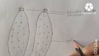 How to draw sponge  sponge diagram for practical file 🙏 [upl. by Pope]