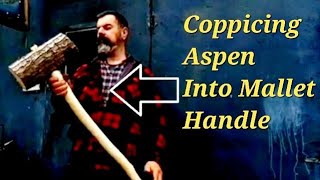 Coppicing Aspen Into Mallet Handle [upl. by Silma]