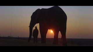 Diary of an elephant orphan Trailer 1 min [upl. by Rehpotsirk]