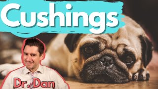 Dog Cushings Disease Dr Dan covers symptoms diagnosis and treatment of Cushings disease [upl. by Atthia]