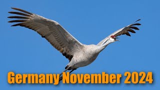 Sandhill Crane Germany November 2024 [upl. by Trepur]