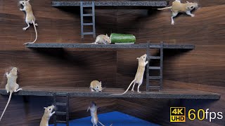 Cat Tv games for cats to watch cute mice hide amp seek and play on screen 4k UHD 8 hours [upl. by Rosanna]