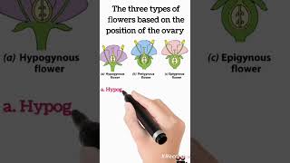 Types of flowers based on the position of ovary  Hypogynous Perigynous Perigynous flowers [upl. by Winsor586]