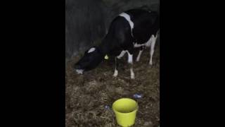 Grass tetany video [upl. by Jopa372]