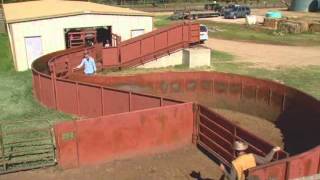 Cattle Handling  Facilities [upl. by Cohla687]