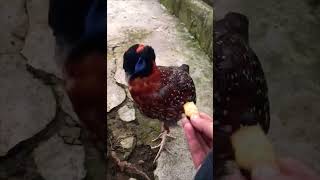 Temmincks Tragopan ❤trending viralvideo yt shorts youtube shortvideo viralshorts reels fyp [upl. by Teri]