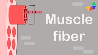 Skeletal Muscle Anatomy [upl. by Christianna]