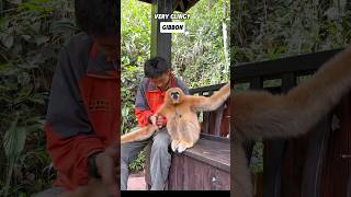 This gibbon gets along well with humansanimals [upl. by Lednik]