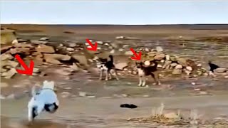 Mutts attacking wrong dogs and regretting straight after [upl. by Zantos383]