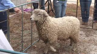 Card Grading Leicester Longwool Sheep [upl. by Eugeniusz]