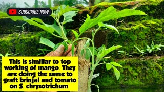 Tomato Grafting in open filed on Wild Brinjal Plant Shrubtree Solanum chrysotrichum [upl. by Leahcir]