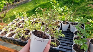 Week 5 Tomato amp Pepper Seedlings Recovering Nighttime Hardening Off  Thinking 2nd Uppotting [upl. by Adyeren]