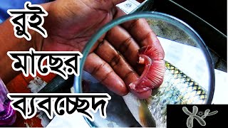 রুই মাছের ব্যবচ্ছেদ HSC  Dissection of Labeo rohita [upl. by Arahsit235]