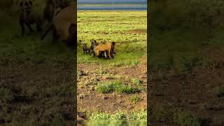 A pack of hyenas besieges a lioness WildlifeZeroDistance MagicalAnimalsOnDouyin The weak and th [upl. by Dyanne]