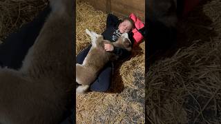 Baby Horse Napping With Girl horse pony mini minihorse barn farm sweet cute [upl. by Beutner84]