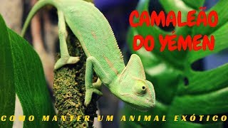 COMO MANTER UM CAMALEÃO DO YÉMEN [upl. by Deana]